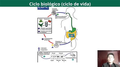 Tema Cyclospora Cayetanensis Youtube