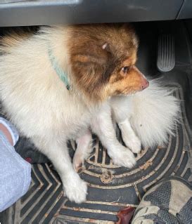 Sheltie Pomeranian Mix