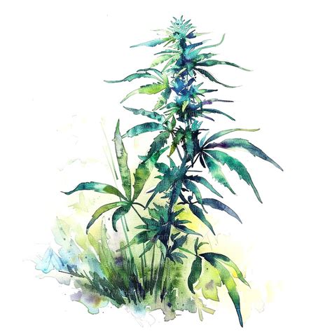 11 Cannabis Plant Clipart, Weed Clipart, Printable Watercolor Clipart ...