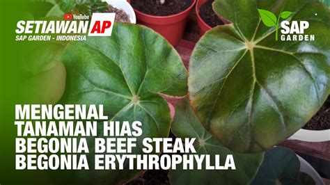 Mengenal Tanaman Hias Begonia Beef Steak Atau Begonia Erythrophylla