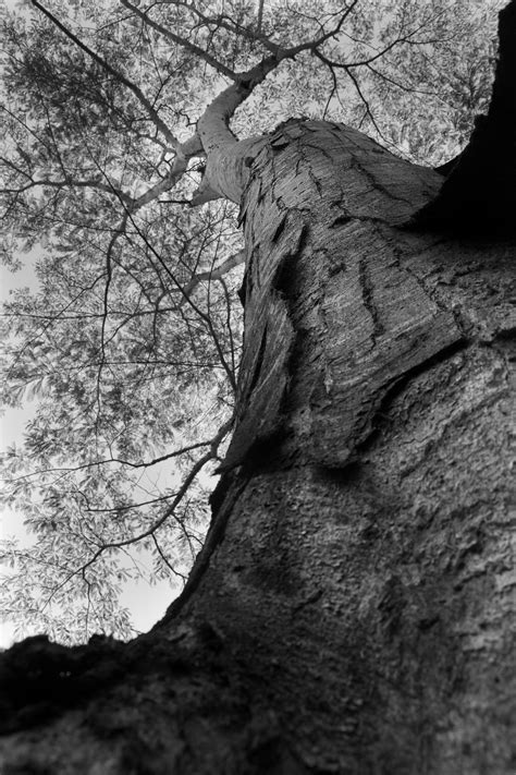 Free Images Tree Nature Rock Branch Black And White Wood Leaf