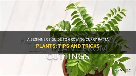 A Beginner's Guide To Growing Curry Patta Plants: Tips And Tricks | ShunCy