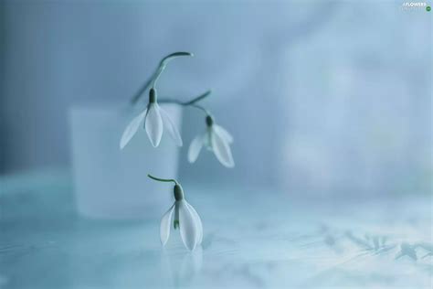 Flowers Snowdrops Three Flowers Wallpapers 2048x1365