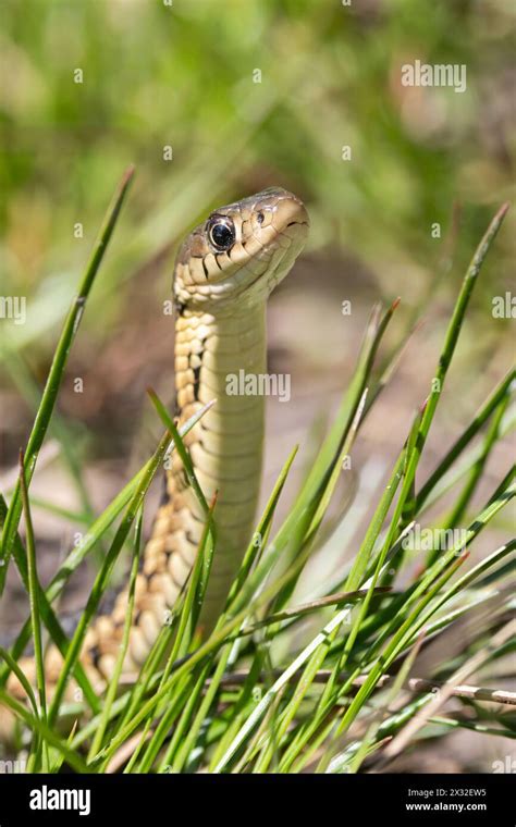 As a snake slithers along, it rises from the grass to look directly at ...