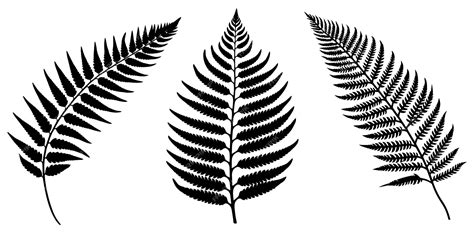 Premium Vector | Set of Fern Leaf Silhouette Vector Art Illustration