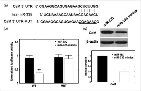 Cam Is A Direct Target Of Mir A Predicted Mir Target