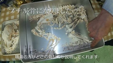 [閲覧注意]愛犬ブチの骨を火葬場に引き取りに来ました。ペット火葬の真実 市川市クリーンセンター（ごみ焼却場） Youtube