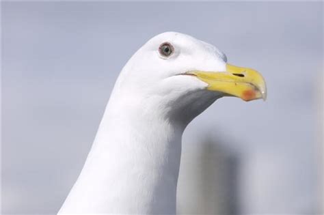 مدونة الطيور الجميلة Nawras Bird طائر النورس رائع