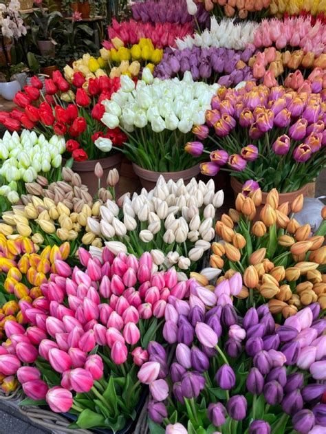 Tulipani Ad Amsterdam Nel 2024 Tulipani Fiori Immagini Di Fiori