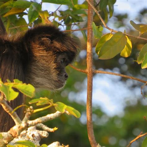 This Is How The Asian Macaques That Today Live Happily In Catemaco