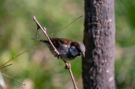 8 Bird Conservation Success Stories to Restore Your Faith in Humanity