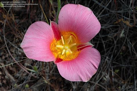 Plantfiles Pictures Calochortus Species Nuttalls Mariposa Sego Lily