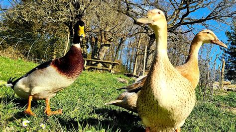 Le canard coureur indien pour réguler les limaces au potager YouTube