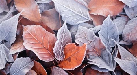 Premium Photo Frosty Autumn Morning Hoarfrost On Autumn Leaves