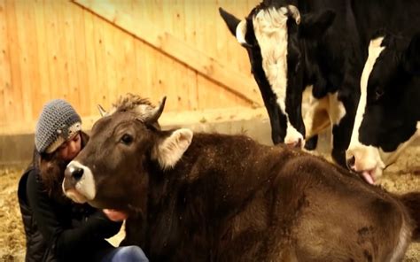 Rescued Cow Enjoys Soothing Grooming Session From Human Bff Video