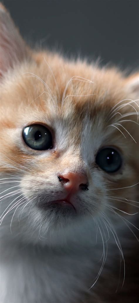 cute baby cat wallpaper