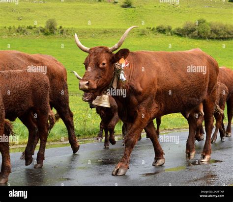 Traite De Lait Vaches Salers Ferme Banque De Photographies Et Dimages