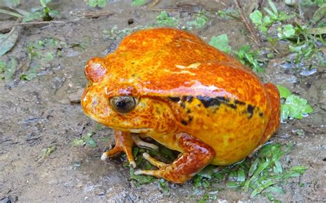 Tomato Frog Kelpie Zoo