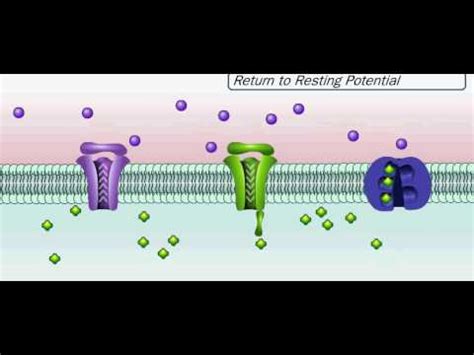 Action Potential Neuron Animation