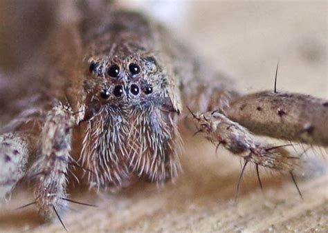 Nursery Web Spider (Family Pisauridae) - Field Station