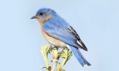 Blue Birds In Ohio Global Birding Initiative