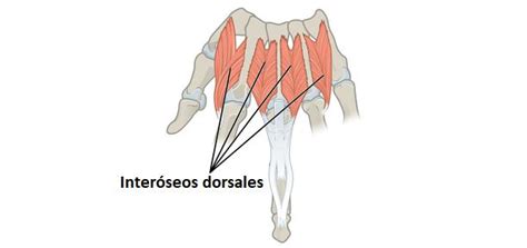 Músculos Interóseos Dorsales Origen Inserción Inervación Función