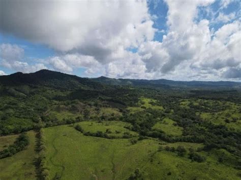 Fincas En Panam Chepo Venta Se Vende Finca Ganadera En Margarita