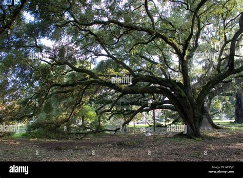 Spanish Oak Tree Stock Photo - Alamy