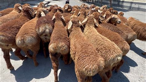 Siz Kutgan Bishkek Qozilari Keldi Shoshiling Endi Youtube