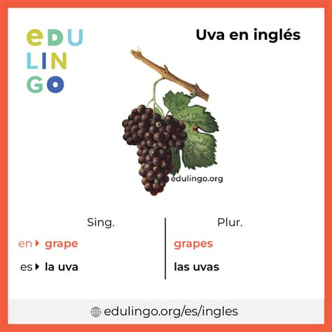 Como Fala Uva Em Inglês - Uva en inglés • Escritura y pronunciación (con imágenes)