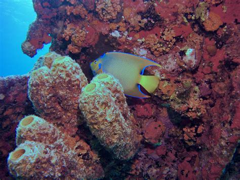 West coast - Pure Diving Aruba