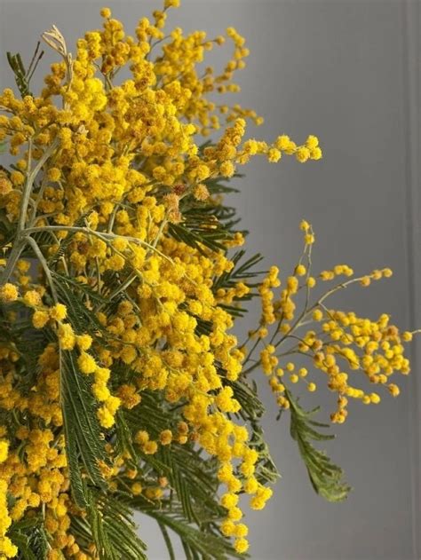 Pin av Jobbie Cheng på Floral Art