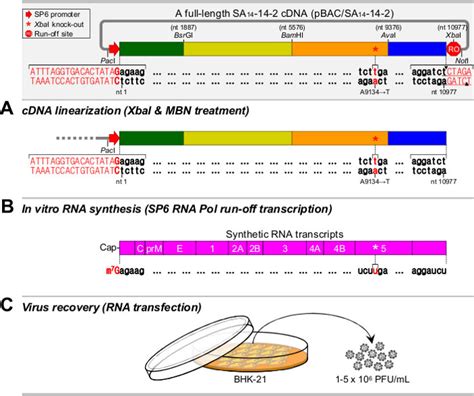 Overview Of The Recovery Of Infectious Viruses From A Full Length JEV