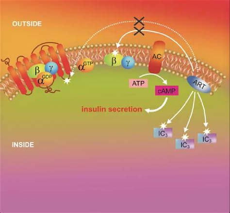 Schematic representation of the cAMP-dependent GLP-1 receptor signaling ...