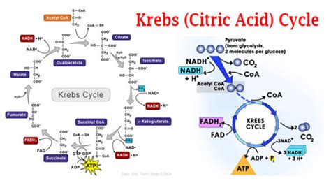 Siklus Krebs Pengertian Fungsi Dan Sejarahnya Kumparan