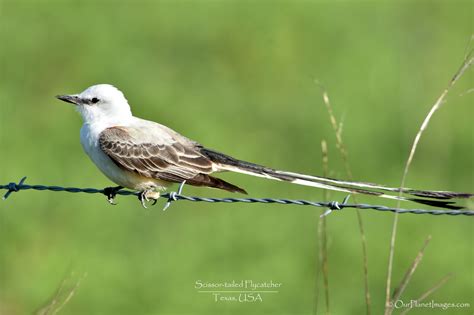 scissor-tailed flycatcher, Texas USA