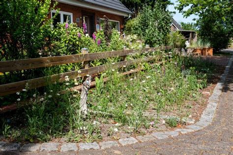 Ein Wildblumenbeet Richtig Anlegen Meerart