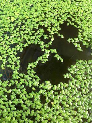 Floating Pond Plants - Hydrosphere - The Koi Pond Experts