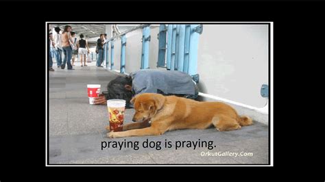 praying dog