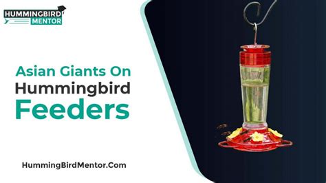 Hummingbird Feeder Placement Guide by Hummingbird Mentor