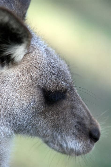 Kangaroo @ Australia Zoo Free Photo Download | FreeImages