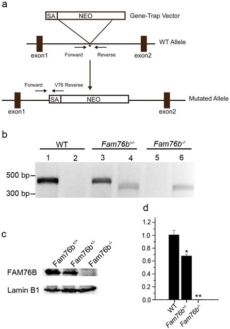 Fam76b Regulates Nf κb Mediated Inflammatory Pathway By Influencing The