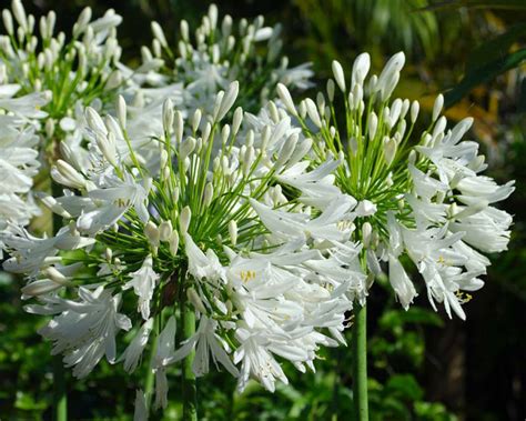 Agapanthus Praecox Alba Gardensonline