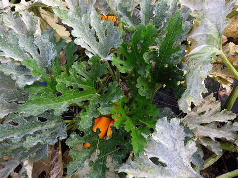 Cucurbit Powdery Mildew Vegetable Pathology Long Island