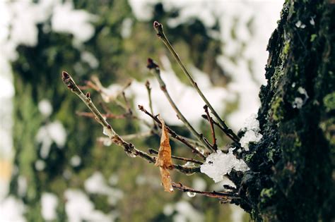 Free Images Tree Nature Grass Branch Blossom Snow Cold Growth