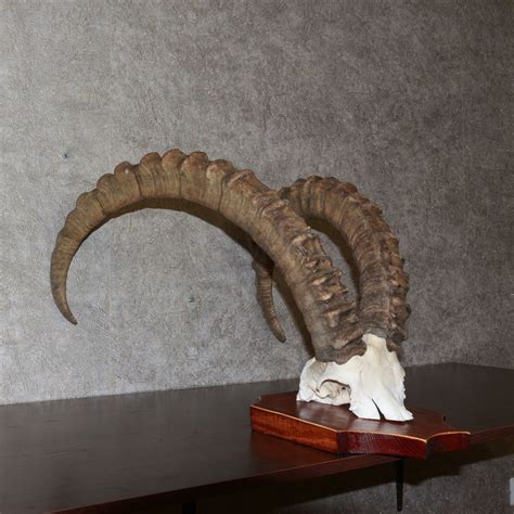 SIBERIAN IBEX - TAXIDERMY HORNS FOR SALE - WILD GOAT - ST3320