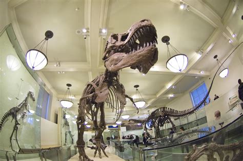 Tyrannosaurus rex. American Museum of Natural History, New York, NY ...