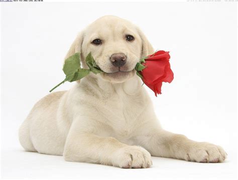 Valentines Day Puppy Wallpapers Top Free Valentines Day Puppy