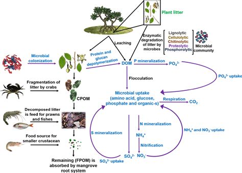 Interrelationship Of Plant Litter Degradation And Microbial