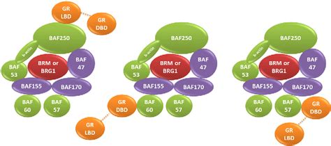 Figure 1 From Structural Modeling Of GR Interactions With The SWI SNF